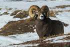 Bighorn sheep ram at home in the alpine country Art Print
